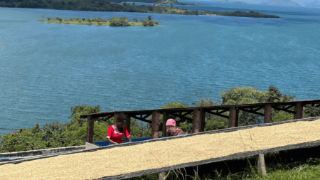 The History of Coffee Farming in Rwanda