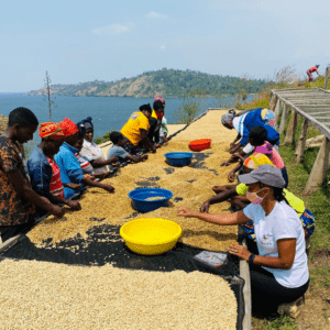 The History of Coffee Farming in Rwanda