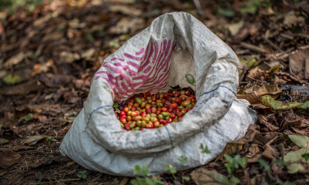 Fresh Kawah coffee seeds