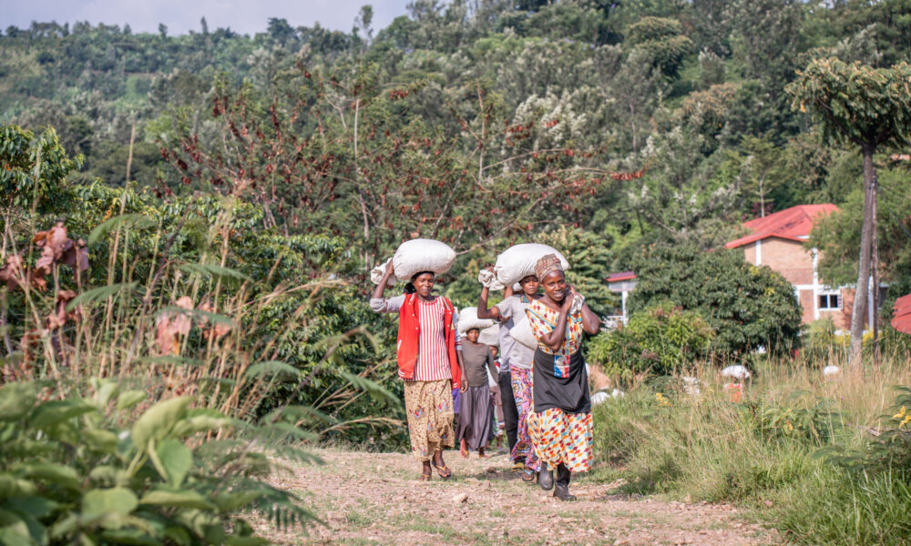 Kawah coffee farmers