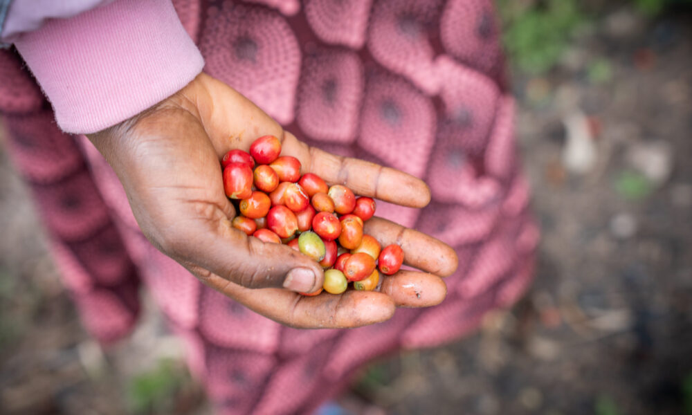 Fresh coffee seeds