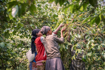 Is Your Coffee Dream Within Reach? The Story of Rwandan Coffee Farmers.